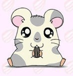 肴肴