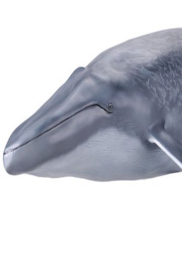 [Mega Sofubi Advance] MSA-04 蓝鲸 | Hpoi手办维基