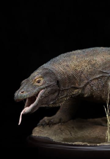 博物系列 科莫多巨蜥