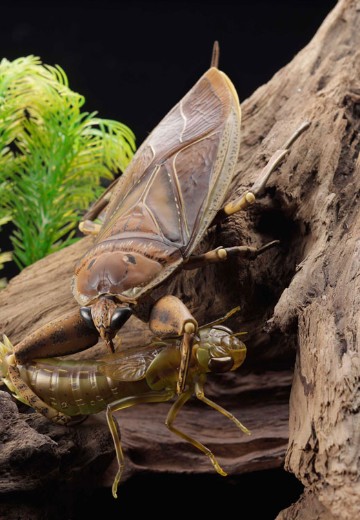 REVOGEO 田鳖/田龟 | Hpoi手办维基