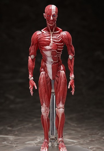 figma#SP-142 桌上美术馆 人体模型 | Hpoi手办维基
