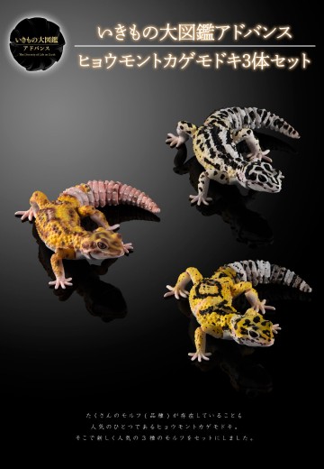 进化生物大图鉴 斑纹 与 蜥蜴 3种套装 | Hpoi手办维基