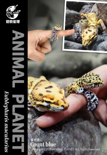 动物戒指 豹纹守宫 | Hpoi手办维基