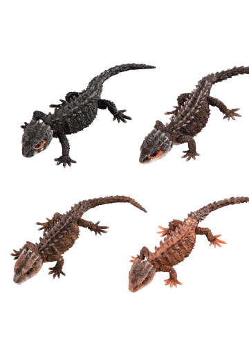 终极生物大图鉴系列  红眼鹰蜥 与 黑眼鹰蜥