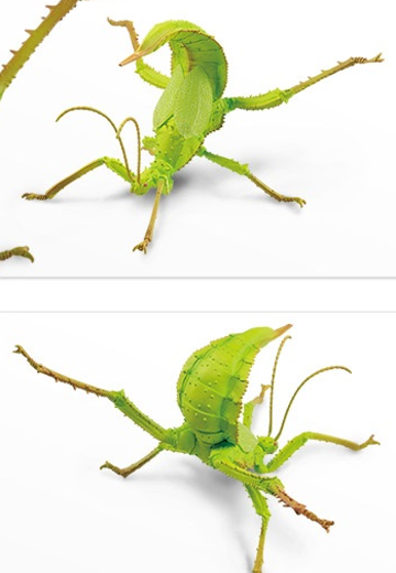 一番赏昆虫 世界昆虫博物馆 B奖 巨扁竹节虫 | Hpoi手办维基