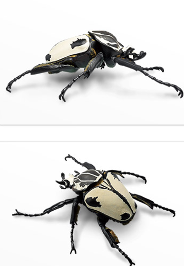 一番赏昆虫 世界昆虫博物馆 G奖 歌莉亚大王花金龟 | Hpoi手办维基