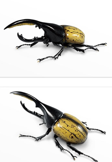 一番赏昆虫 世界昆虫博物馆 C奖 长戟大兜虫 | Hpoi手办维基