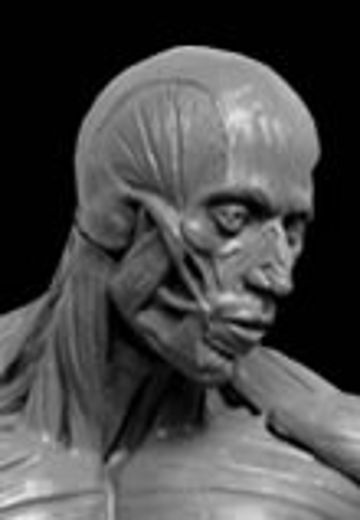 人体肌肉解刨模型