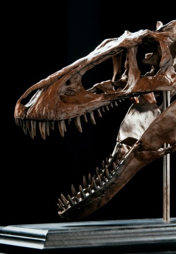 博物馆系列 亚成体暴龙头骨模型 | Hpoi手办维基