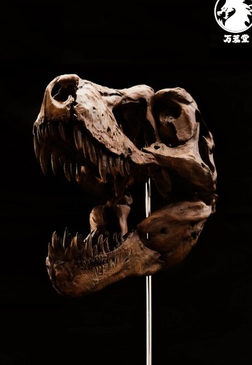 博物馆系列 暴龙头骨 | Hpoi手办维基