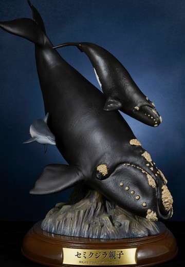 NATURE TALES 露脊鲸亲子 | Hpoi手办维基