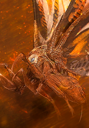 摩斯拉 2019（成虫形态） | Hpoi手办维基