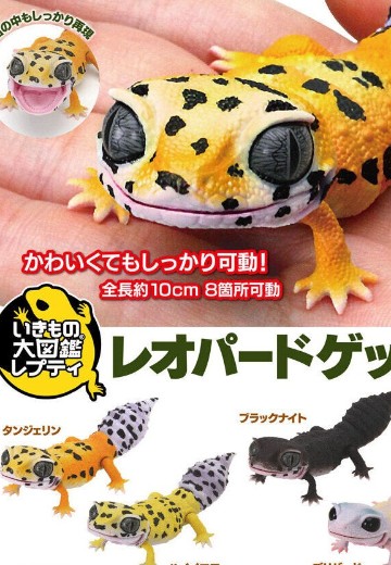 爬行类生物大图鉴 豹纹壁虎