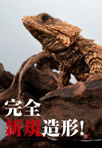 进化生物大图鉴 犰狳蜥 | Hpoi手办维基