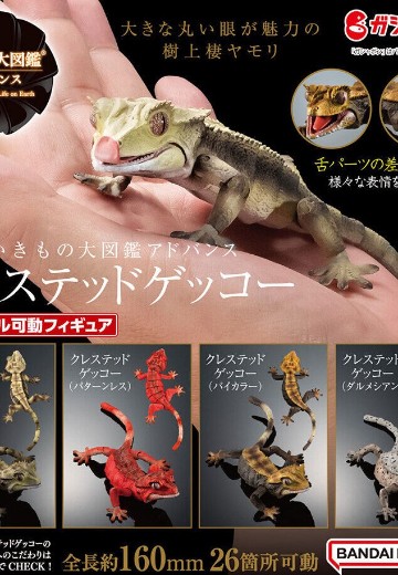 进化生物大图鉴 睫角壁虎 | Hpoi手办维基