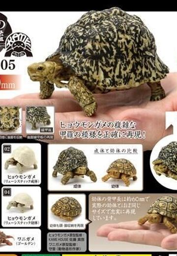 生物大图鉴 陆龟 5 | Hpoi手办维基