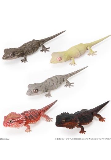 爬行类生物大图鉴 多疣壁虎 与 鬃狮蜥 | Hpoi手办维基