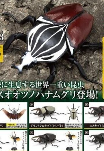 生物大图鉴 甲虫 3 | Hpoi手办维基
