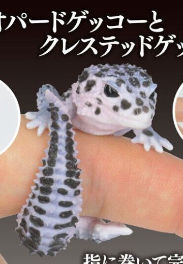 生物大图鉴 卷手指系列 豹纹壁虎 与 睫角壁虎02 | Hpoi手办维基