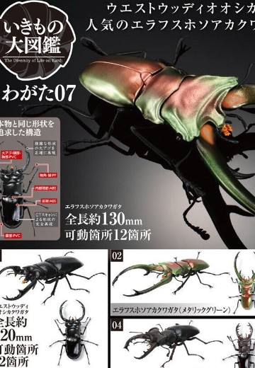 生物大图鉴 锹甲 7