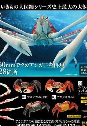 生物大图鉴 螃蟹 2 | Hpoi手办维基