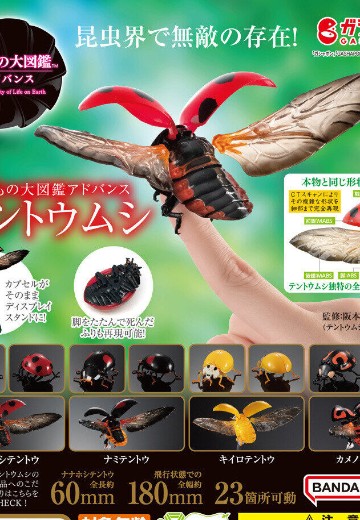 进化生物大图鉴 瓢虫