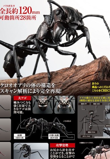 生物大图鉴 蚂蚁