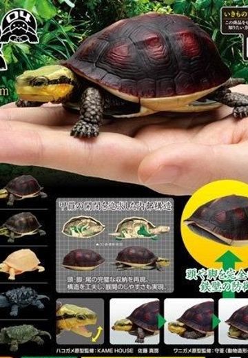 生物大图鉴 陆龟 4 | Hpoi手办维基