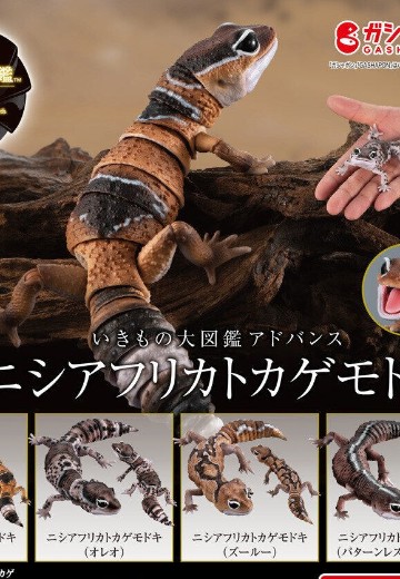 进化生物大图鉴 肥尾壁虎 | Hpoi手办维基