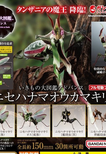 进化生物大图鉴 魔花螳螂