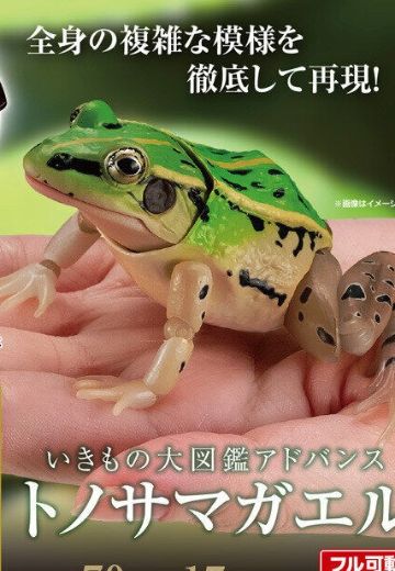 进化生物大图鉴 黑斑侧褶蛙 | Hpoi手办维基