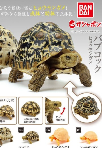 生物大图鉴 陆龟 6 | Hpoi手办维基