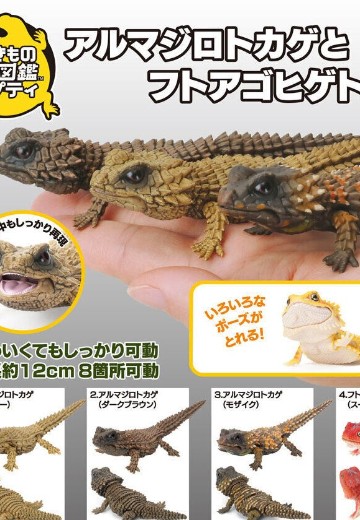 爬行类生物大图鉴 犰狳蜥 与 鬃狮蜥 | Hpoi手办维基