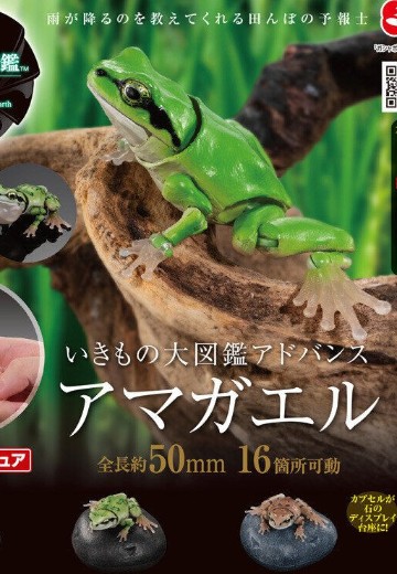 进化生物大图鉴 东北雨蛙 | Hpoi手办维基