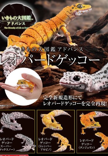 进化生物大图鉴 豹纹壁虎 | Hpoi手办维基