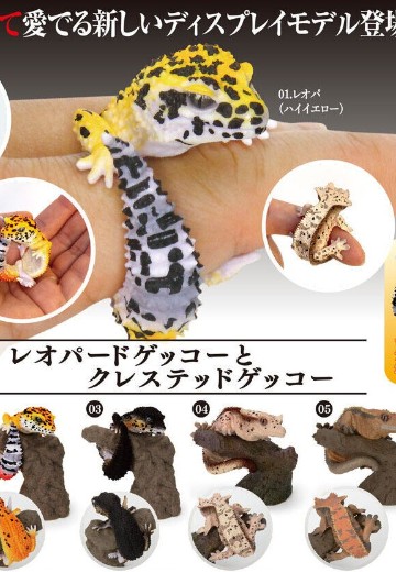 生物大图鉴 卷手指系列 豹纹守宫 和 睫角守宫 | Hpoi手办维基