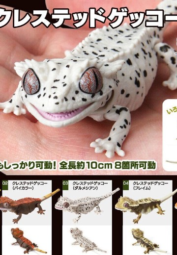 爬行生物大图鉴 睫角守宫 | Hpoi手办维基