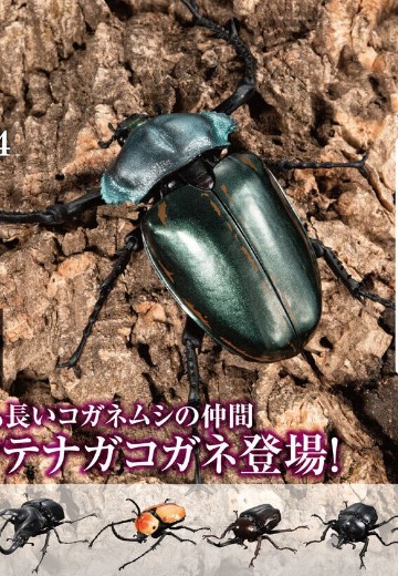 生物大图鉴 甲虫 4 | Hpoi手办维基