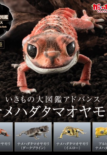 进化生物大图鉴 细皮瘤尾壁虎