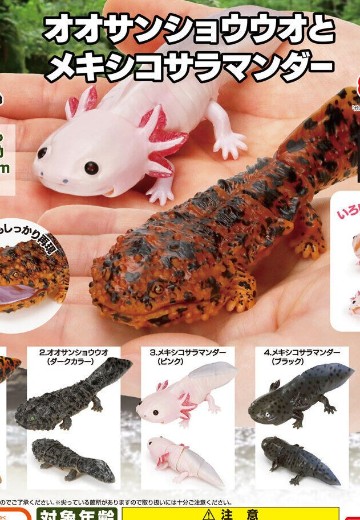 爬行生物大图鉴 山椒鱼 与 墨西哥钝口螈 | Hpoi手办维基