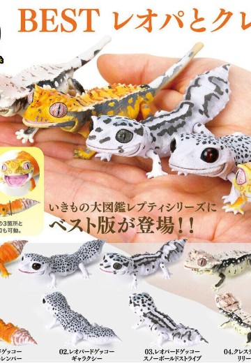 爬行类生物大图鉴BEST 豹纹壁虎 与 睫角壁虎 | Hpoi手办维基