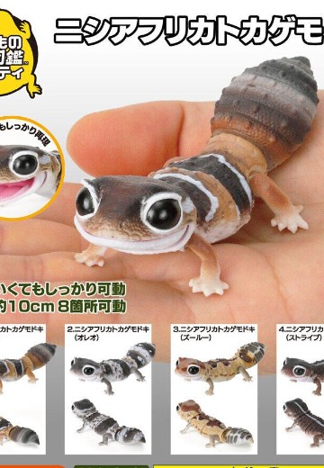 爬行生物大图鉴 肥尾壁虎 | Hpoi手办维基