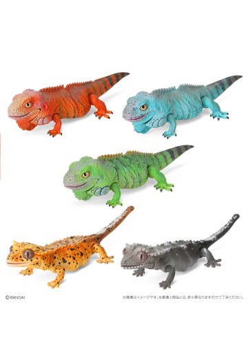 爬行生物大图鉴 美洲鬣蜥 与 睫角壁虎 | Hpoi手办维基