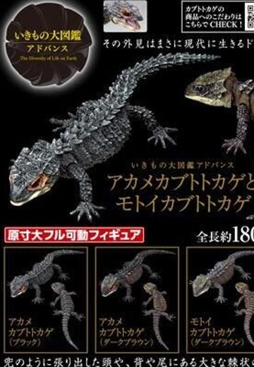 进化生物大图鉴 红眼鹰蜥 与 黑眼鹰蜥 | Hpoi手办维基