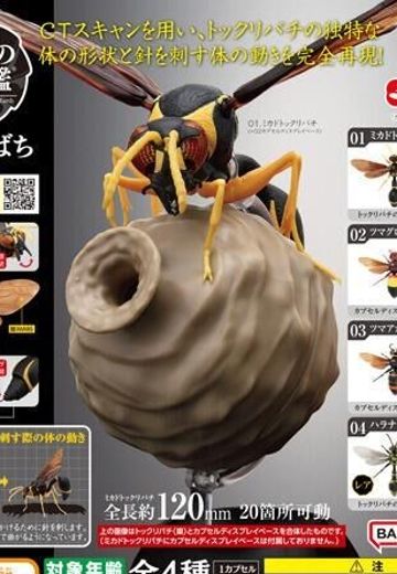 生物大图鉴 胡蜂