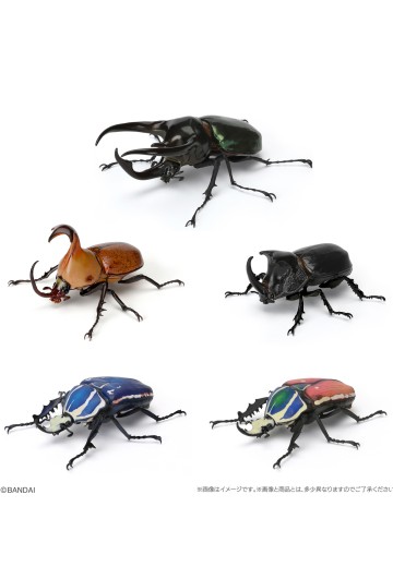 生物大图鉴 甲虫 6 | Hpoi手办维基