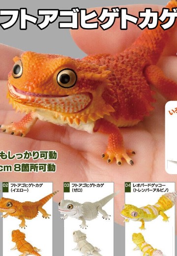 爬行生物大图鉴 鬃狮蜥 | Hpoi手办维基