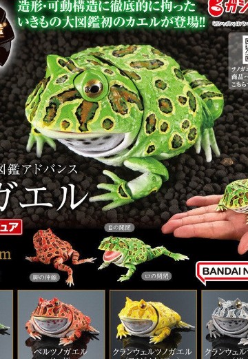 进化生物大图鉴 角蛙 | Hpoi手办维基