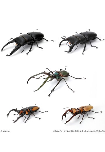 生物大图鉴 锹甲 8