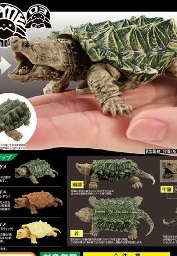 生物大图鉴 陆龟 3 | Hpoi手办维基